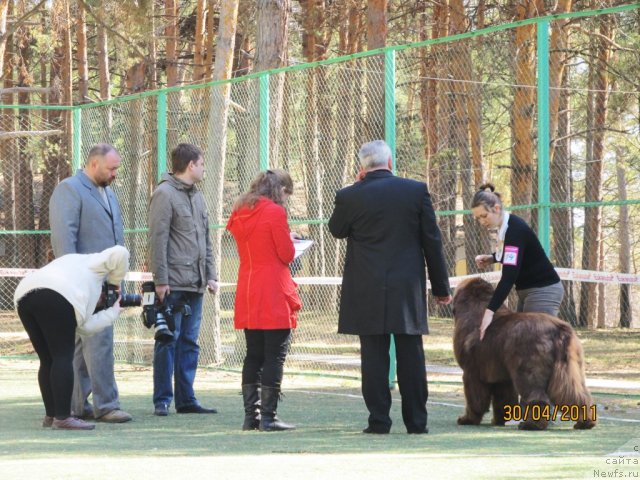 Фото: ньюфаундленд Komandor iz Medvej'ego YAra (Командор из Медвежьего Яра), Ekaterina Plotnikova (Екатерина Плотникова)