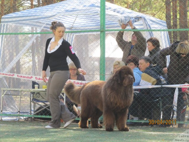 Фото: ньюфаундленд Komandor iz Medvej'ego YAra (Командор из Медвежьего Яра), Ekaterina Plotnikova (Екатерина Плотникова)