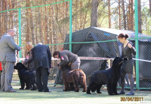 Фото: ньюфаундленд Koketka ot CHannel iz Medvej'ego YAra (Кокетка от Чаннел из Медвежьего Яра), Natal'ya Gostyuhina (Наталья Гостюхина), ньюфаундленд Formula Lyubvi ot Sibirskogo Medvedya (Формула Любви от Сибирского Медведя), Aleksandra Vesnina (Александра Веснина)