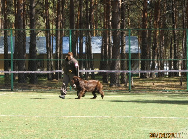 Фото: ньюфаундленд Koketka ot CHannel iz Medvej'ego YAra (Кокетка от Чаннел из Медвежьего Яра), Natal'ya Gostyuhina (Наталья Гостюхина)