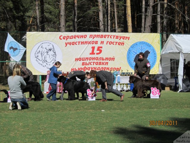 Фото: ньюфаундленд Koketka ot CHannel iz Medvej'ego YAra (Кокетка от Чаннел из Медвежьего Яра), Natal'ya Gostyuhina (Наталья Гостюхина)