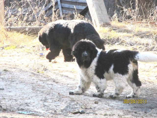 Фото: ньюфаундленд Ih Vyisochestvo Vladlena Madjiks (Их Высочество Владлена Маджикс), ньюфаундленд Super Bizon Ekaterinburg (Супер Бизон Екатеринбург)