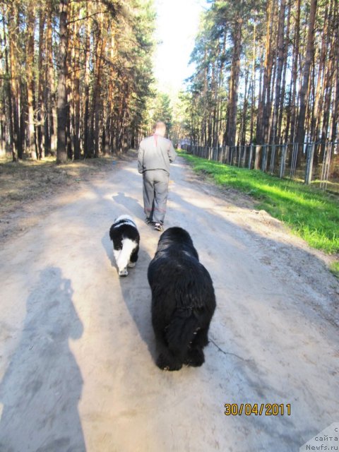 Фото: ньюфаундленд Ih Vyisochestvo Vladlena Madjiks (Их Высочество Владлена Маджикс), ньюфаундленд Super Bizon Ekaterinburg (Супер Бизон Екатеринбург), Aleksey Nistratov (Алексей Нистратов)