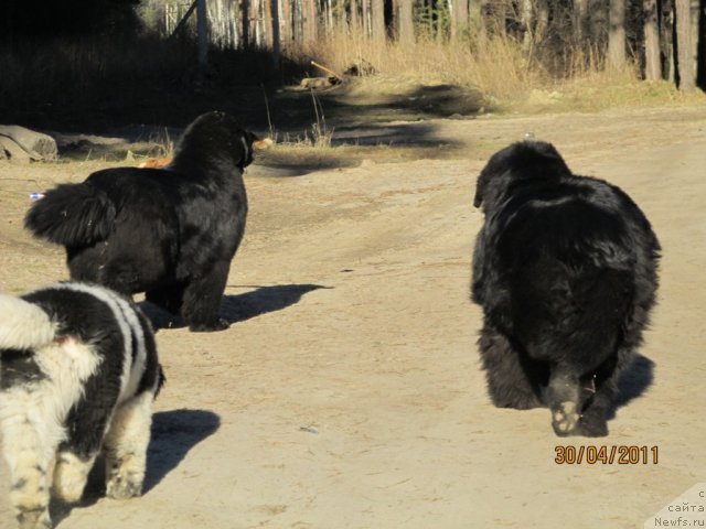 Фото: ньюфаундленд Ih Visochestvo Vilana Blum (Их Высочество Вилана Блум), ньюфаундленд Super Bizon Ekaterinburg (Супер Бизон Екатеринбург), ньюфаундленд Ih Vyisochestvo Vladlena Madjiks (Их Высочество Владлена Маджикс)