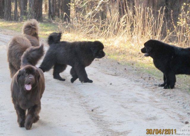 Фото: ньюфаундленд Ih Vyisochestvo Vladlena Madjiks (Их Высочество Владлена Маджикс), ньюфаундленд Komandor iz Medvej'ego YAra (Командор из Медвежьего Яра), ньюфаундленд Koketka ot CHannel iz Medvej'ego YAra (Кокетка от Чаннел из Медвежьего Яра), ньюфаундленд Aquatoriya Kelvin Olympus (Акватория Келвин Олимпус)