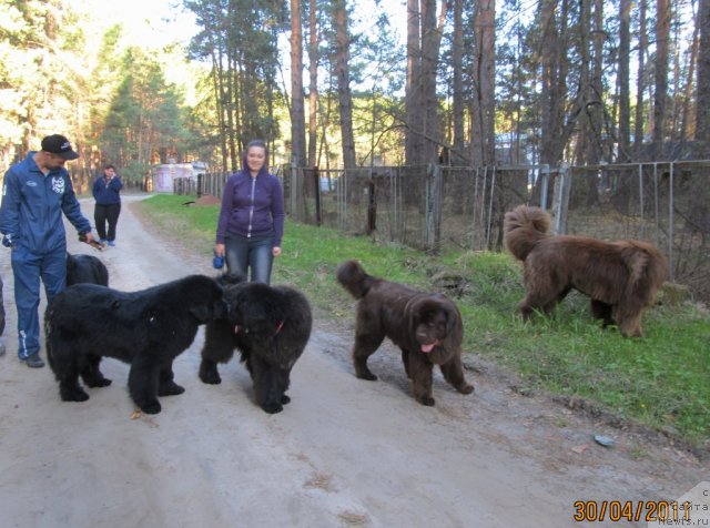 Фото: ньюфаундленд Ih Vyisochestvo Vladlena Madjiks (Их Высочество Владлена Маджикс), ньюфаундленд Ih Visochestvo Vilana Blum (Их Высочество Вилана Блум), ньюфаундленд Aquatoriya Kelvin Olympus (Акватория Келвин Олимпус), ньюфаундленд Komandor iz Medvej'ego YAra (Командор из Медвежьего Яра), ньюфаундленд Koketka ot CHannel iz Medvej'ego YAra (Кокетка от Чаннел из Медвежьего Яра), Ekaterina Plotnikova (Екатерина Плотникова), Natal'ya Gostyuhina (Наталья Гостюхина), Svetlana Stupnikova (Светлана Ступникова)