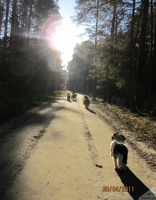 Фото: ньюфаундленд Super Bizon Ekaterinburg (Супер Бизон Екатеринбург)