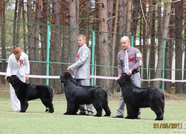 Фото: Kseniya Novikova (Ксения Новикова), ньюфаундленд Ikona Stilya (Икона Стиля), Svetlana Stupnikova (Светлана Ступникова), ньюфаундленд Ih Visochestvo Vilana Blum (Их Высочество Вилана Блум), Aleksey Nistratov (Алексей Нистратов), ньюфаундленд Ih Vyisochestvo Vladlena Madjiks (Их Высочество Владлена Маджикс)