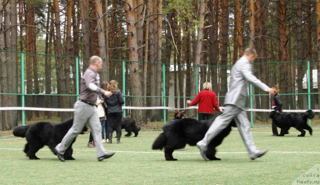 Фото: Svetlana Stupnikova (Светлана Ступникова), ньюфаундленд Ih Visochestvo Vilana Blum (Их Высочество Вилана Блум), Aleksey Nistratov (Алексей Нистратов), ньюфаундленд Ih Vyisochestvo Vladlena Madjiks (Их Высочество Владлена Маджикс)