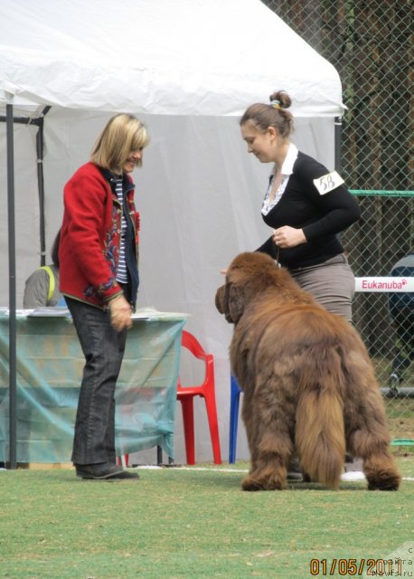 Фото: ньюфаундленд Komandor iz Medvej'ego YAra (Командор из Медвежьего Яра), Ekaterina Plotnikova (Екатерина Плотникова)