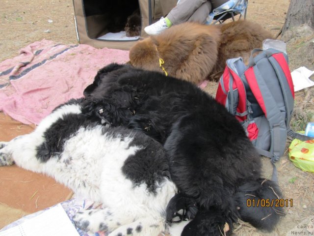 Фото: ньюфаундленд Ih Vyisochestvo Vladlena Madjiks (Их Высочество Владлена Маджикс), ньюфаундленд Super Bizon Ekaterinburg (Супер Бизон Екатеринбург), ньюфаундленд Komandor iz Medvej'ego YAra (Командор из Медвежьего Яра)