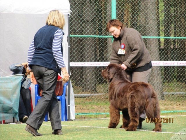 Фото: ньюфаундленд Koketka ot CHannel iz Medvej'ego YAra (Кокетка от Чаннел из Медвежьего Яра), Natal'ya Gostyuhina (Наталья Гостюхина)