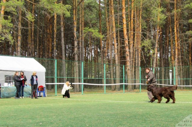 Фото: ньюфаундленд Koketka ot CHannel iz Medvej'ego YAra (Кокетка от Чаннел из Медвежьего Яра), Natal'ya Gostyuhina (Наталья Гостюхина)