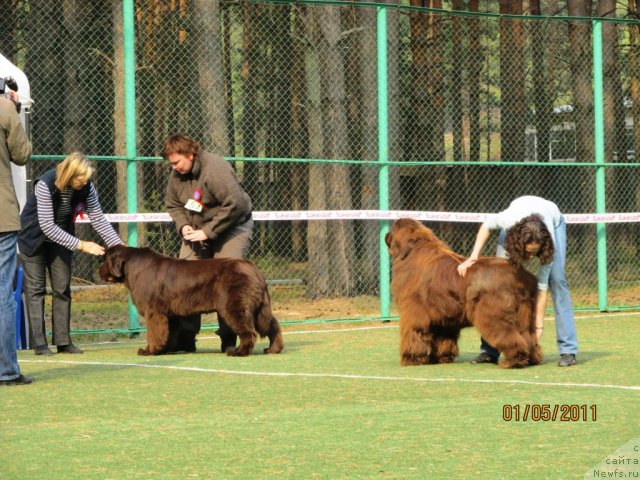 Фото: ньюфаундленд Koketka ot CHannel iz Medvej'ego YAra (Кокетка от Чаннел из Медвежьего Яра), Natal'ya Gostyuhina (Наталья Гостюхина), ньюфаундленд Mega Star iz Arkaima (Мега Стар из Аркаима), Anna Mel'zeninova (Анна Мельзенинова)