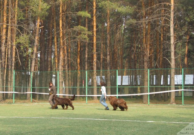Фото: ньюфаундленд Koketka ot CHannel iz Medvej'ego YAra (Кокетка от Чаннел из Медвежьего Яра), Natal'ya Gostyuhina (Наталья Гостюхина), ньюфаундленд Mega Star iz Arkaima (Мега Стар из Аркаима), Anna Mel'zeninova (Анна Мельзенинова)