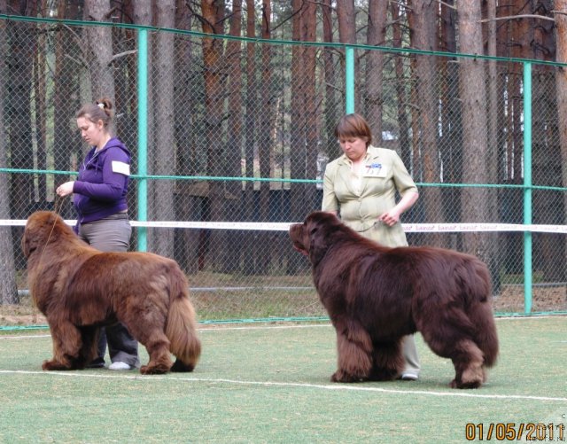 Фото: ньюфаундленд Komandor iz Medvej'ego YAra (Командор из Медвежьего Яра), Ekaterina Plotnikova (Екатерина Плотникова), ньюфаундленд Super Premium Brabus (Супер Премиум Брабус), Nataliya Snigireva (Наталия Снигирева)