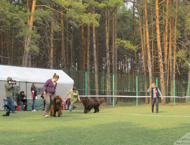 Фото: ньюфаундленд Komandor iz Medvej'ego YAra (Командор из Медвежьего Яра), Ekaterina Plotnikova (Екатерина Плотникова), ньюфаундленд Super Premium Brabus (Супер Премиум Брабус), Nataliya Snigireva (Наталия Снигирева)