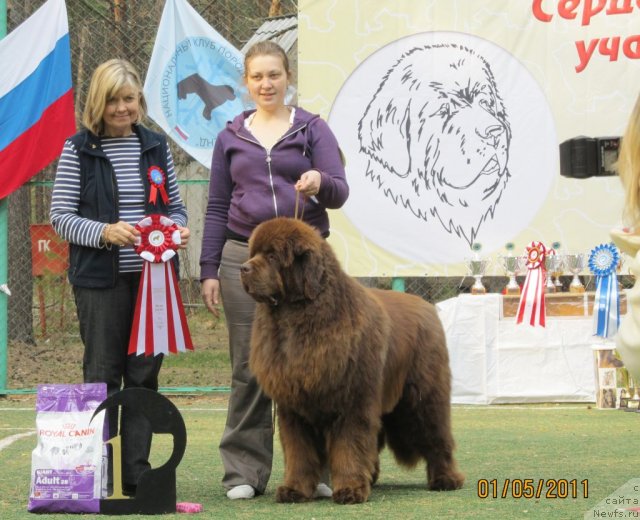 Фото: ньюфаундленд Komandor iz Medvej'ego YAra (Командор из Медвежьего Яра), Ekaterina Plotnikova (Екатерина Плотникова)