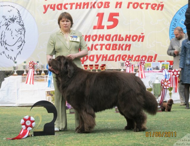 Фото: ньюфаундленд Super Premium Brabus (Супер Премиум Брабус), Nataliya Snigireva (Наталия Снигирева)