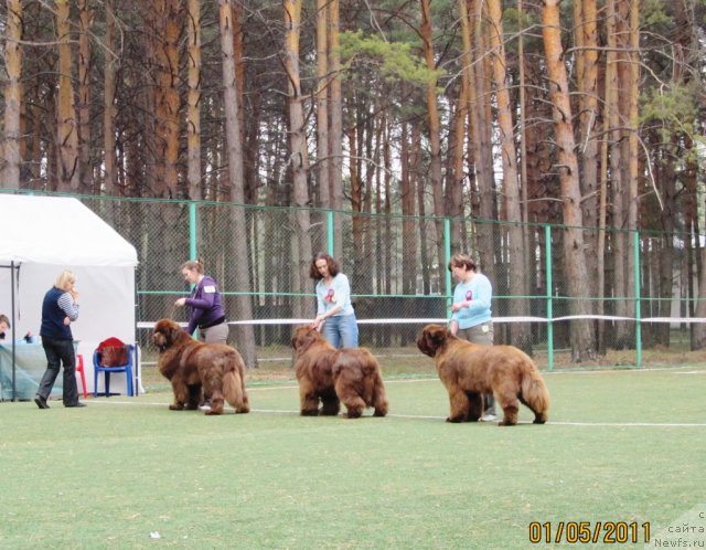 Фото: ньюфаундленд Komandor iz Medvej'ego YAra (Командор из Медвежьего Яра), Ekaterina Plotnikova (Екатерина Плотникова), ньюфаундленд Mega Star iz Arkaima (Мега Стар из Аркаима), Anna Mel'zeninova (Анна Мельзенинова), ньюфаундленд Izabel' iz Carstva Medvedey (Изабель из Царства Медведей)