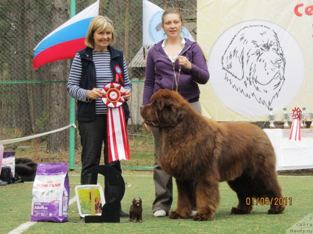 Фото: ньюфаундленд Komandor iz Medvej'ego YAra (Командор из Медвежьего Яра), Ekaterina Plotnikova (Екатерина Плотникова)