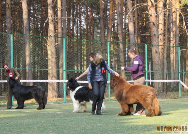 Фото: ньюфаундленд Komandor iz Medvej'ego YAra (Командор из Медвежьего Яра), Ekaterina Plotnikova (Екатерина Плотникова)