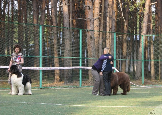 Фото: ньюфаундленд Komandor iz Medvej'ego YAra (Командор из Медвежьего Яра), Ekaterina Plotnikova (Екатерина Плотникова)
