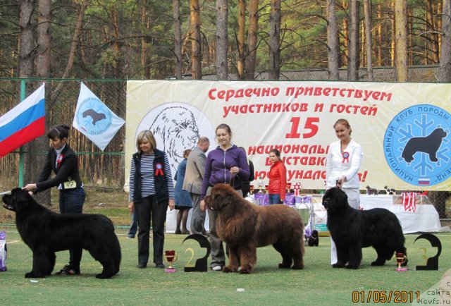 Фото: ньюфаундленд Aquatoriya Kelvin Impressa (Акватория Келвин Импресса), ньюфаундленд Komandor iz Medvej'ego YAra (Командор из Медвежьего Яра), Ekaterina Plotnikova (Екатерина Плотникова), ньюфаундленд Aquatoriya Kelvin Zvezdnaya Koroleva (Акватория Келвин Звездная Королева), Kseniya Novikova (Ксения Новикова)