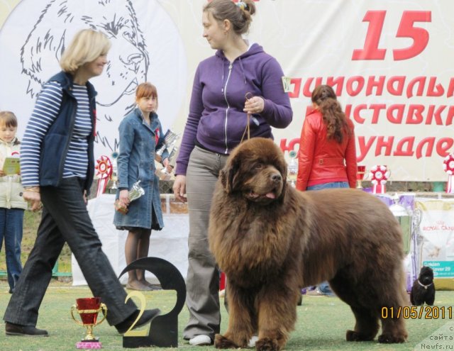 Фото: ньюфаундленд Komandor iz Medvej'ego YAra (Командор из Медвежьего Яра), Ekaterina Plotnikova (Екатерина Плотникова)