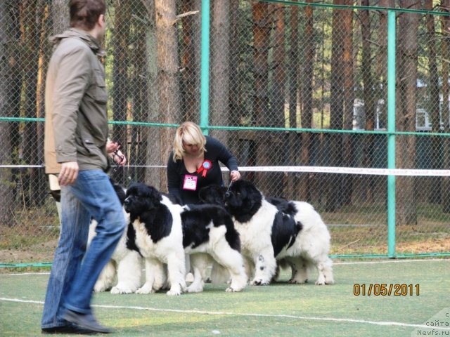 Фото: ньюфаундленд Super Premium Zhodo Ferolli (Супер Премиум Жодо Феролли), ньюфаундленд Super Premium Zheneva (Супер Премиум Женева), ньюфаундленд Vesnushka na Shastie (Веснушка на Счастье), ньюфаундленд Kiper Soul Jemchujnyiy Korol' (Кипер Соул Жемчужный Король), Elena Zaborova (Brehina) (Елена Заборова (Брехина))