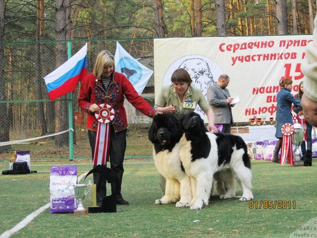 Фото: ньюфаундленд Super Premium Zheneva (Супер Премиум Женева), ньюфаундленд Super Premium Zhodo Ferolli (Супер Премиум Жодо Феролли), Nataliya Snigireva (Наталия Снигирева)