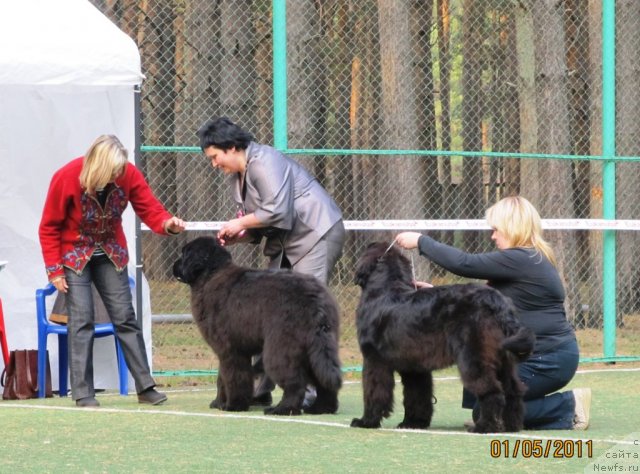 Фото: ньюфаундленд Aquatoriya Kelvin Olympus (Акватория Келвин Олимпус), ньюфаундленд Akvatoriya Kelvin Oushen Drim (Акватория Келвин Оушен Дрим)
