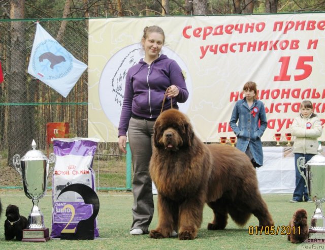 Фото: ньюфаундленд Komandor iz Medvej'ego YAra (Командор из Медвежьего Яра), Ekaterina Plotnikova (Екатерина Плотникова)