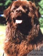 Фото: ньюфаундленд Uool Odri Art (Уоол Одри Арт)