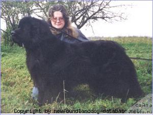 Фото: ньюфаундленд Wanitopa Hug the Great Bear, Irina Nenaglyadova (Ирина Ненаглядова)