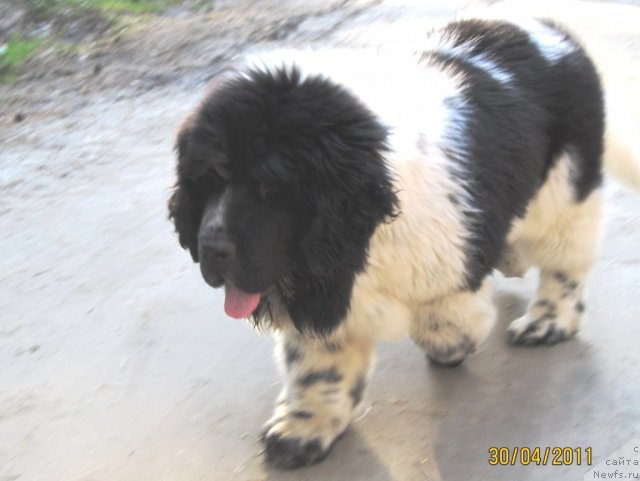 Фото: ньюфаундленд Super Bizon Ekaterinburg (Супер Бизон Екатеринбург)