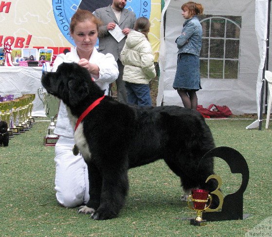 Фото: ньюфаундленд Ikona Stilya (Икона Стиля)