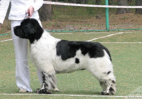 Фото: ньюфаундленд Super Bizon Argo (Супер Бизон Арго)