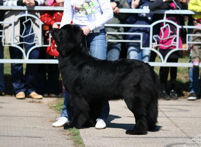 Фото: ньюфаундленд Roskosh' Zolotaya (Роскошь Золотая)