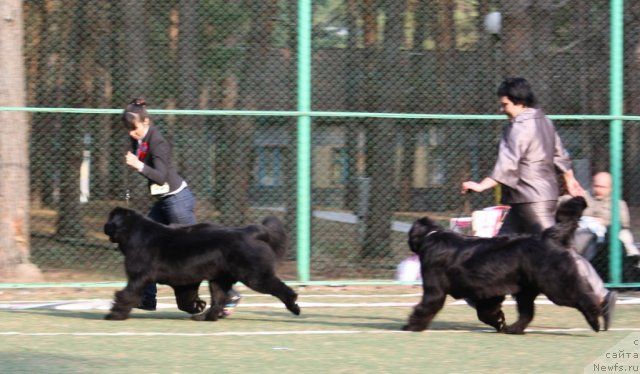 Фото: ньюфаундленд Aquatoriya Kelvin Impressa (Акватория Келвин Импресса), ньюфаундленд King of Helluland Just Love
