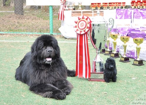 Фото: ньюфаундленд Dans Memori F'yudjan Rif (Данс Мемори Фьюджан Риф)