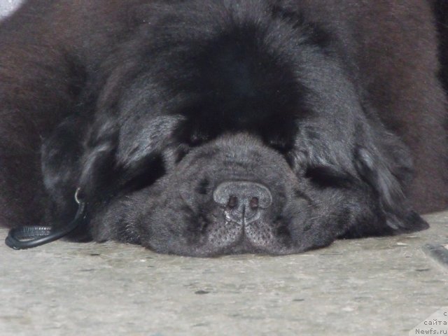 Фото: ньюфаундленд Grand Byebi Ariadna (Гранд Бэби Ариадна)