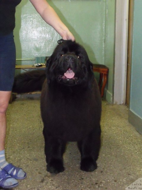 Фото: ньюфаундленд Grand Byebi Ariadna (Гранд Бэби Ариадна)