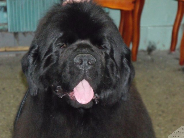 Фото: ньюфаундленд Grand Byebi Ariadna (Гранд Бэби Ариадна)