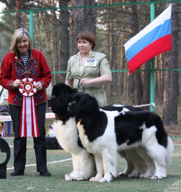 Фото: ньюфаундленд Super Premium Zhodo Ferolli (Супер Премиум Жодо Феролли), ньюфаундленд Super Premium Zheneva (Супер Премиум Женева)
