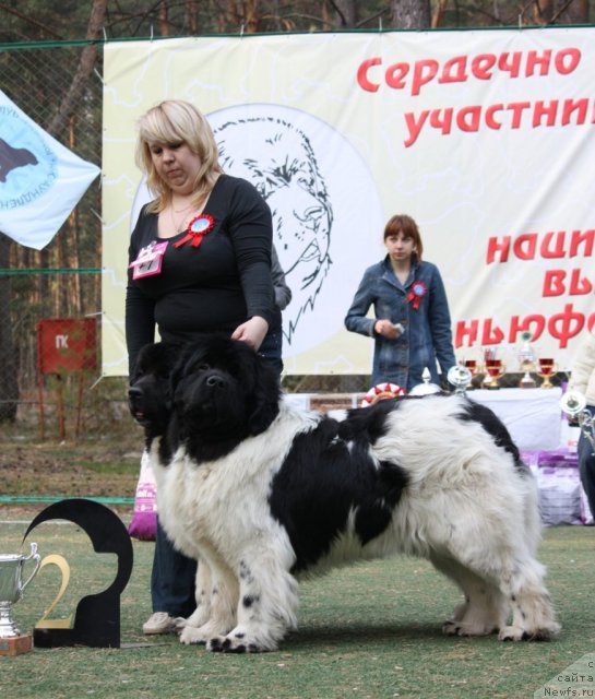 Фото: ньюфаундленд Vesnushka na Shastie (Веснушка на Счастье), ньюфаундленд Kiper Soul Jemchujnyiy Korol' (Кипер Соул Жемчужный Король)