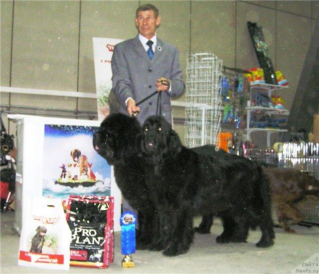 Фото: ньюфаундленд Ego Vysochestvo ot Sibirskogo Medvedja (Его Высочество от Сибирского Медведя), ньюфаундленд Chansi  iz  Medvejyego Yara (Чанси из Медвежьего Яра), YUriy Rahtienko (Юрий Рахтиенко)