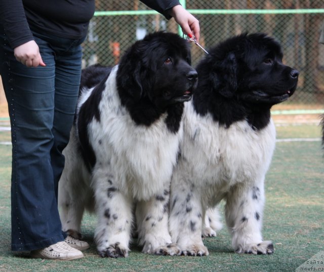 Фото: ньюфаундленд Vesnushka na Shastie (Веснушка на Счастье), ньюфаундленд Kiper Soul Jemchujnyiy Korol' (Кипер Соул Жемчужный Король)