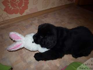 Фотография № 65041