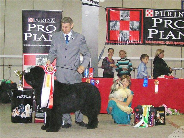 Фото: ньюфаундленд Ego Vysochestvo ot Sibirskogo Medvedja (Его Высочество от Сибирского Медведя), YUriy Rahtienko (Юрий Рахтиенко)
